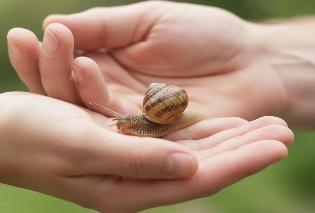 Why Korean Skincare Loves Snail Mucin | The Secret Ingredient for Radiant, Youthful Skin